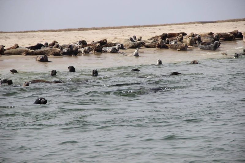 Gray seals on the bars in Chatham Harbor