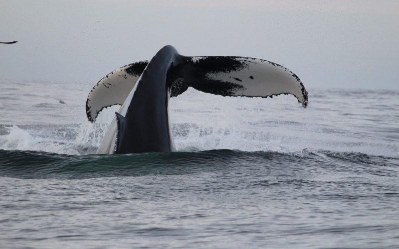 Whale Watching 3 Humpback whale tail on a whale watch off Cape Cod