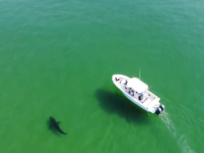 SHARK TOURS SHARK TOURS