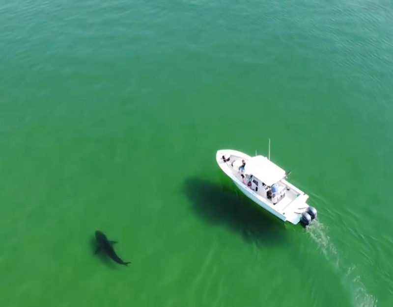 SHARK TOURS