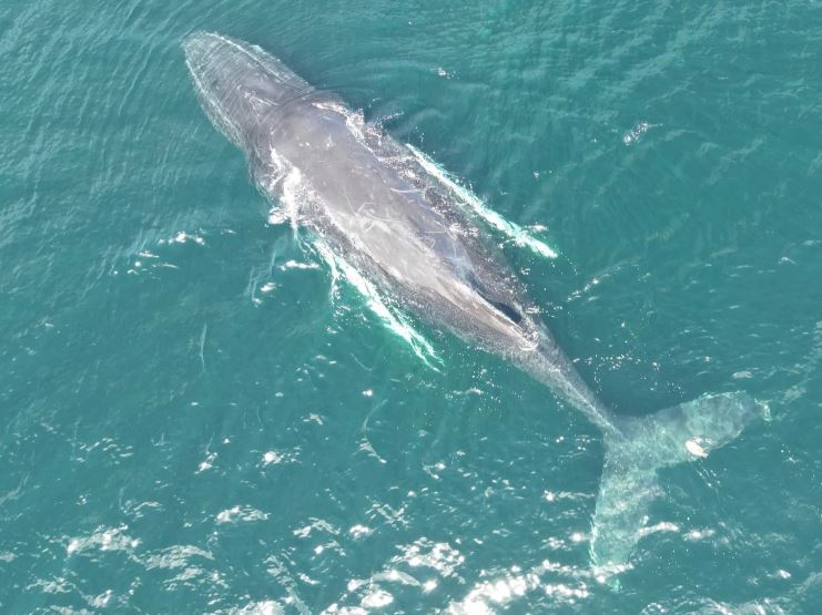 Whale Watching 2 Aerial view of a humpback whale off Chatham